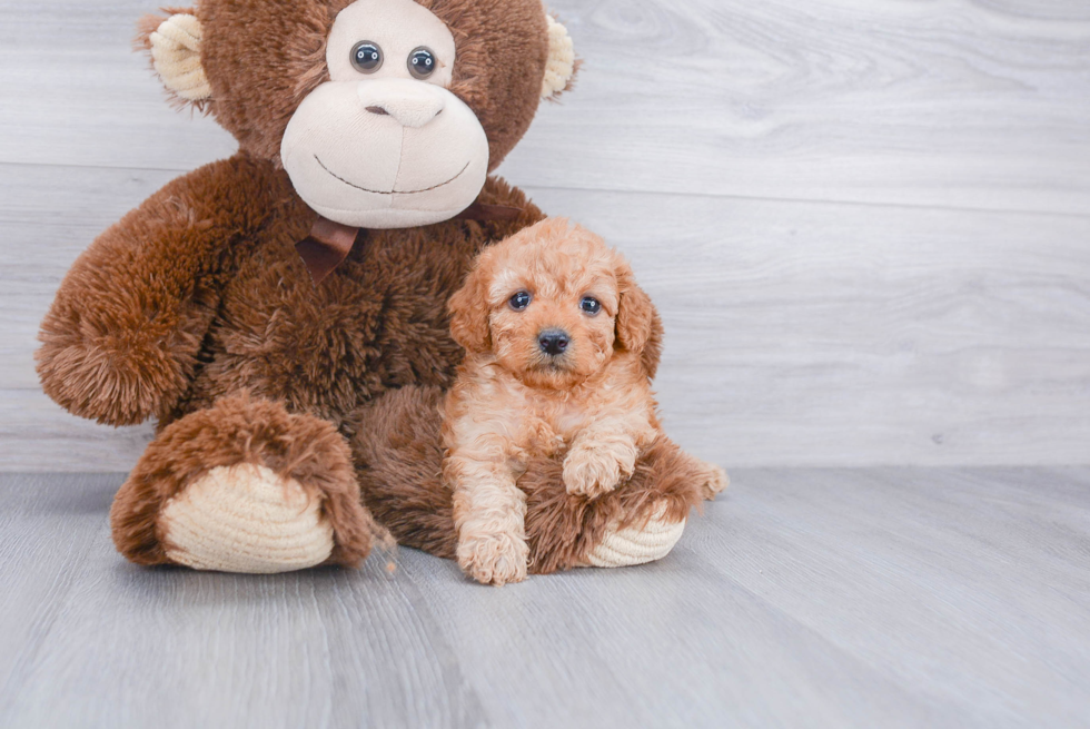 Mini Goldendoodle Pup Being Cute