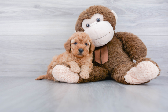 Best Mini Goldendoodle Baby