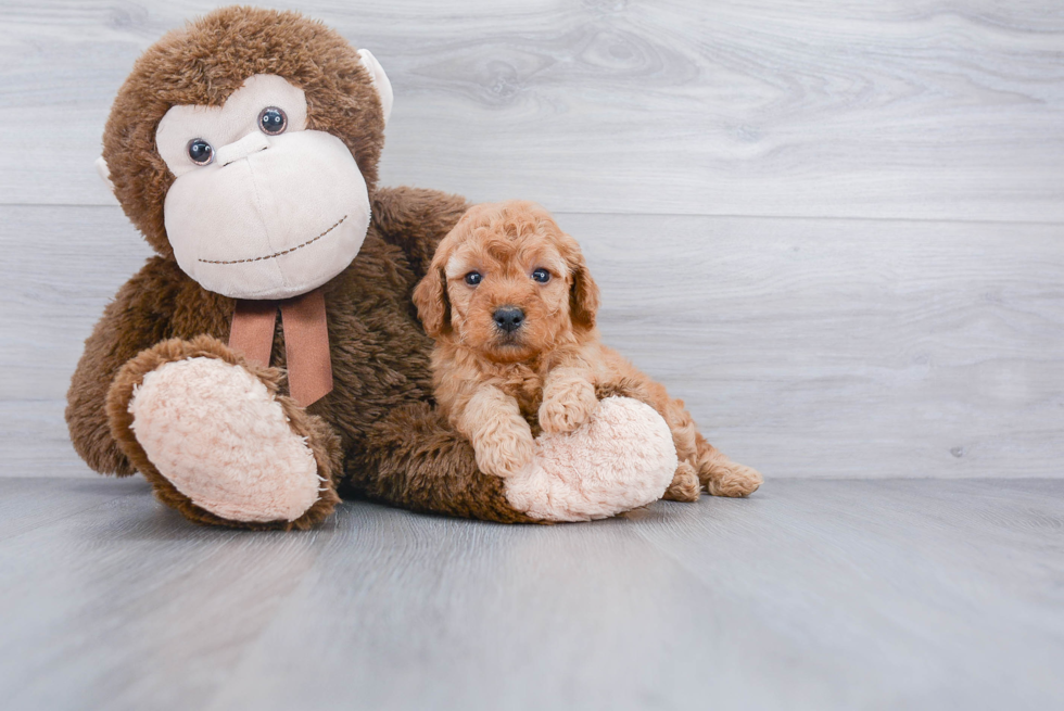 Hypoallergenic Golden Retriever Poodle Mix Puppy