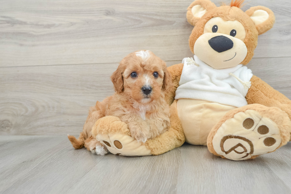 Popular Mini Goldendoodle Poodle Mix Pup