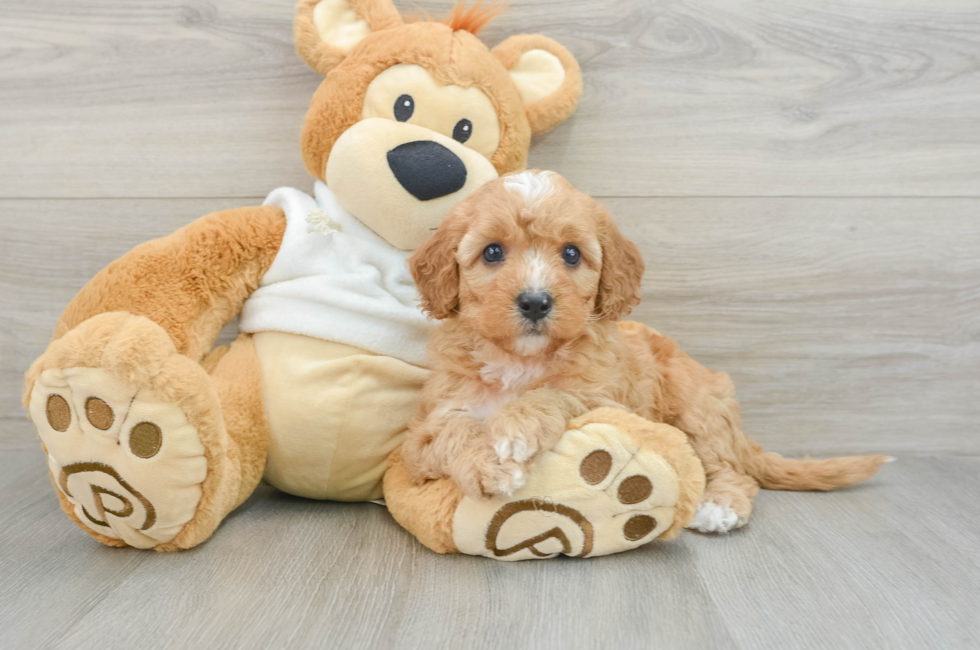 7 week old Mini Goldendoodle Puppy For Sale - Premier Pups