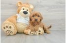 Mini Goldendoodle Puppy for Adoption