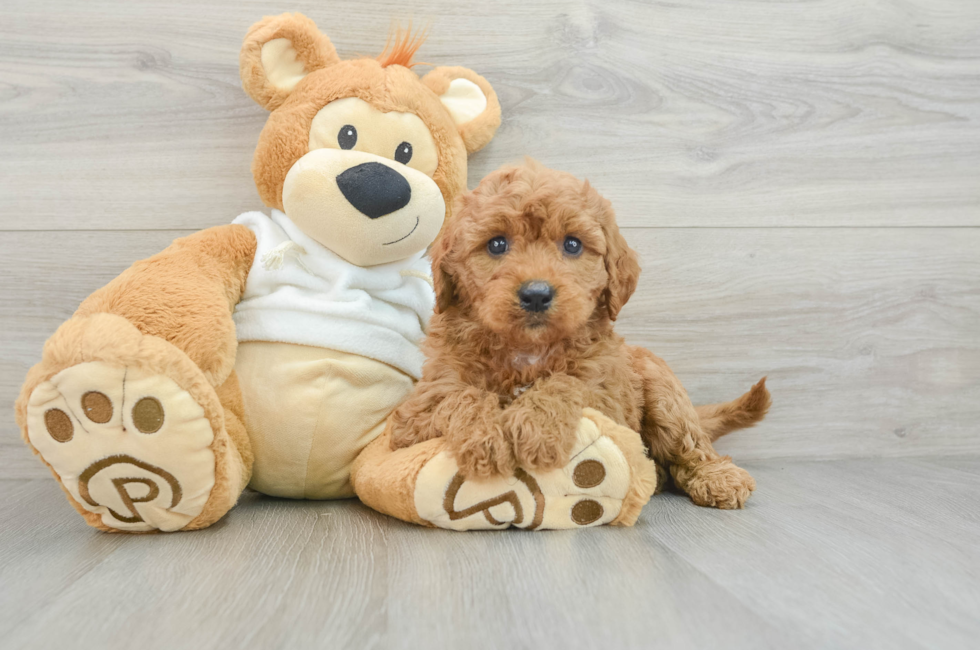 6 week old Mini Goldendoodle Puppy For Sale - Premier Pups