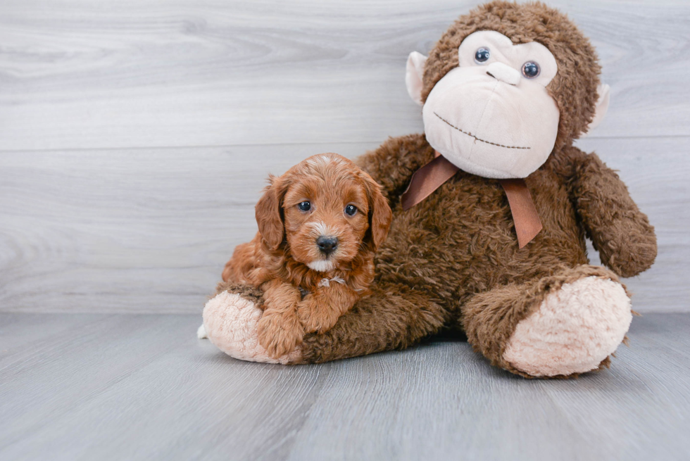 Petite Mini Goldendoodle Poodle Mix Pup