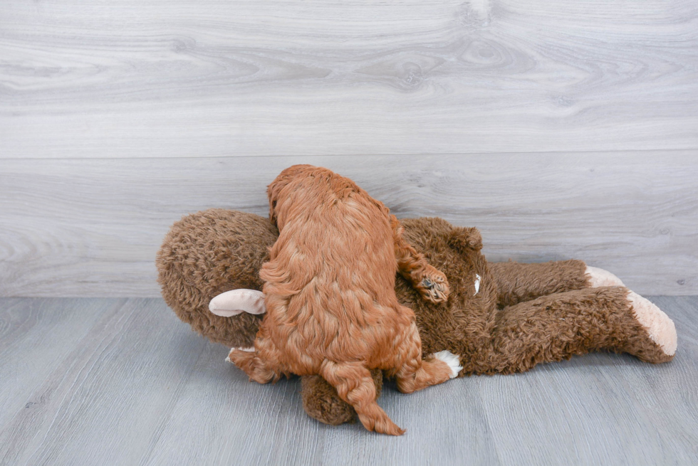 Mini Goldendoodle Pup Being Cute