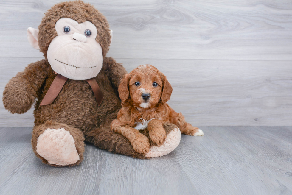 Adorable Golden Retriever Poodle Mix Puppy