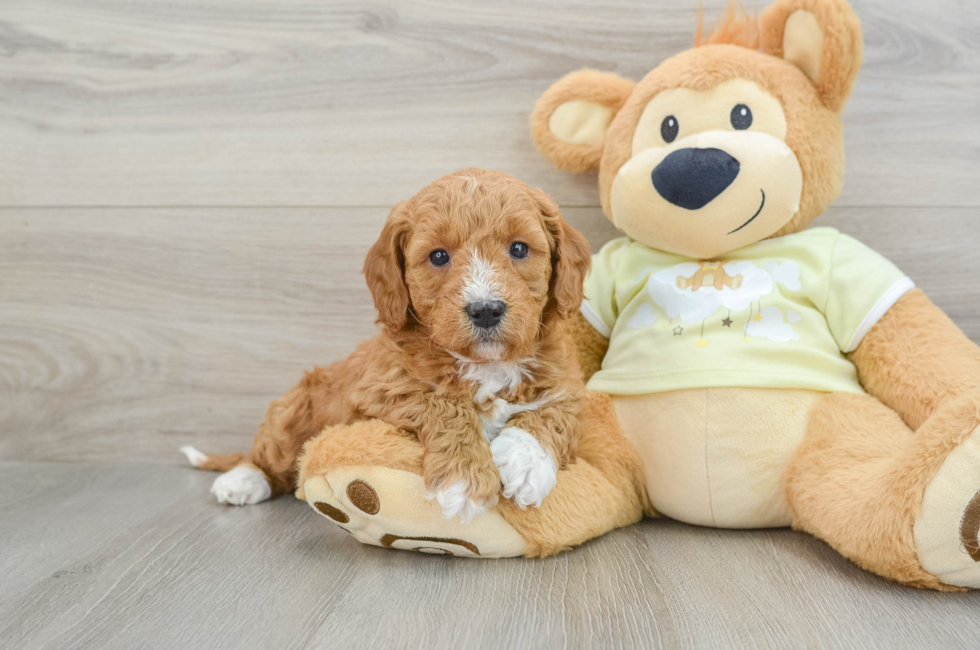 6 week old Mini Goldendoodle Puppy For Sale - Premier Pups