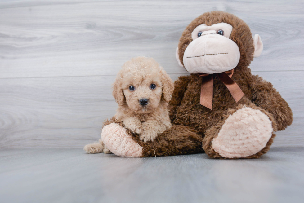 Little Golden Retriever Poodle Mix Puppy