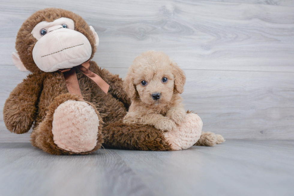 Best Mini Goldendoodle Baby