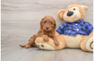 Best Mini Goldendoodle Baby
