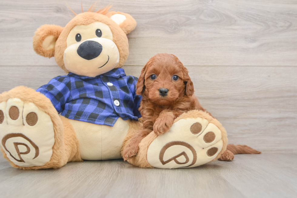 Mini Goldendoodle Pup Being Cute