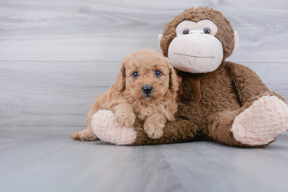 Funny Mini Goldendoodle Poodle Mix Pup