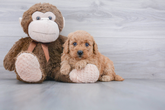 Mini Goldendoodle Puppy for Adoption