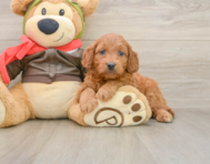 8 week old Mini Goldendoodle Puppy For Sale - Premier Pups
