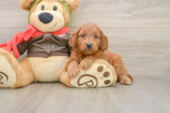 Small Mini Goldendoodle Baby