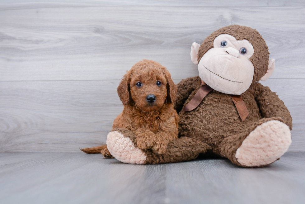 Small Mini Goldendoodle Baby