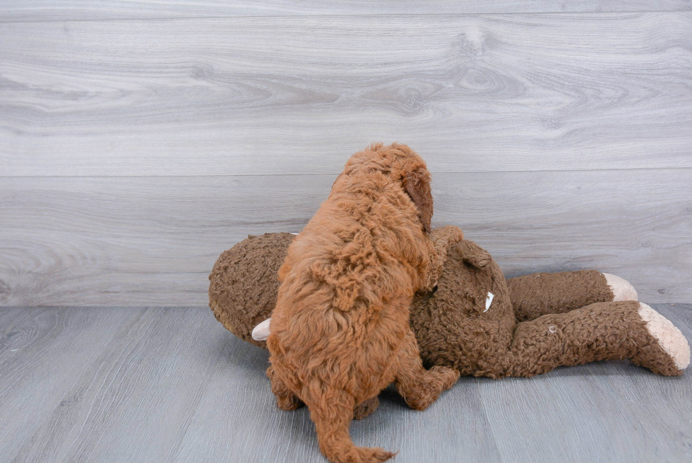 Energetic Golden Retriever Poodle Mix Puppy