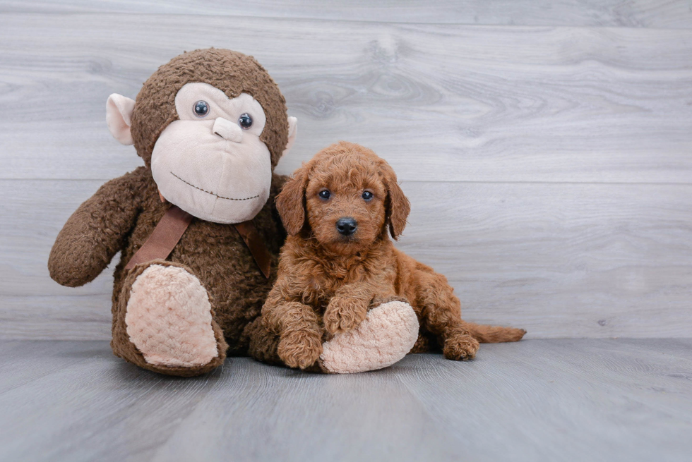 Smart Mini Goldendoodle Poodle Mix Pup