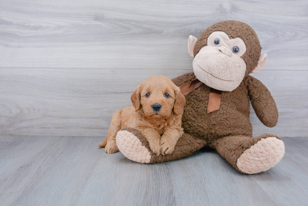 Cute Mini Goldendoodle Baby