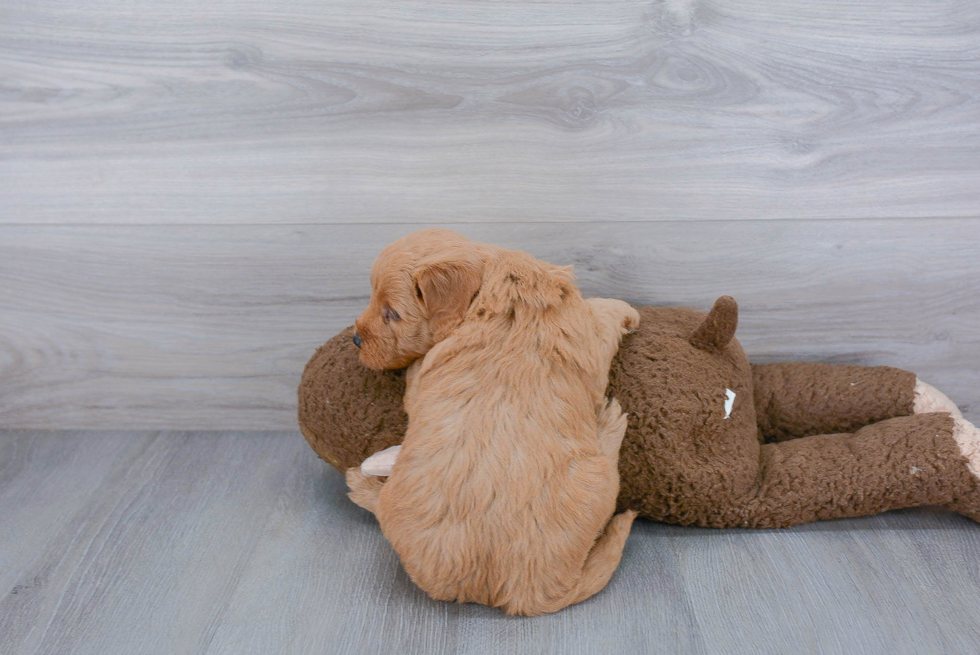 Adorable Golden Retriever Poodle Mix Puppy