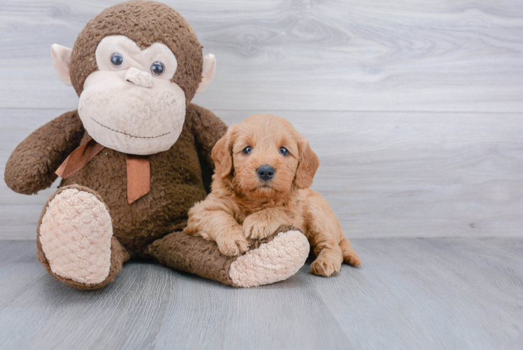 Adorable Golden Retriever Poodle Mix Puppy