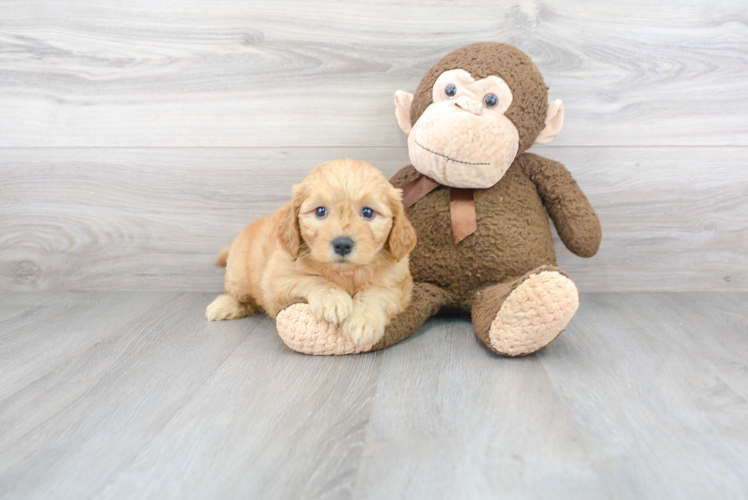 Cute Mini Goldendoodle Baby