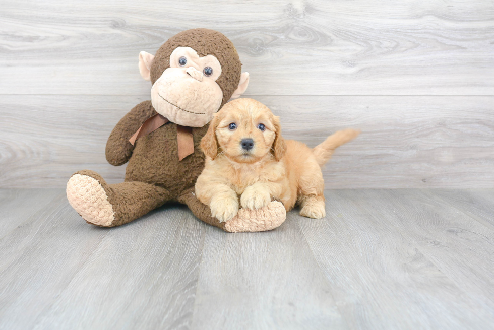 Smart Mini Goldendoodle Poodle Mix Pup