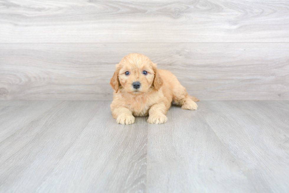 Little Golden Retriever Poodle Mix Puppy