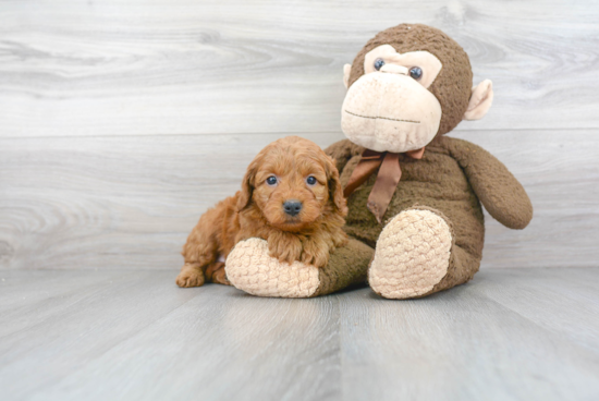 Mini Goldendoodle Pup Being Cute