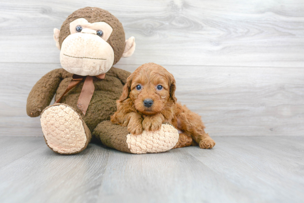 Mini Goldendoodle Puppy for Adoption