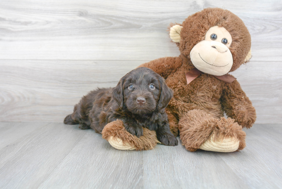 Happy Mini Goldendoodle Baby