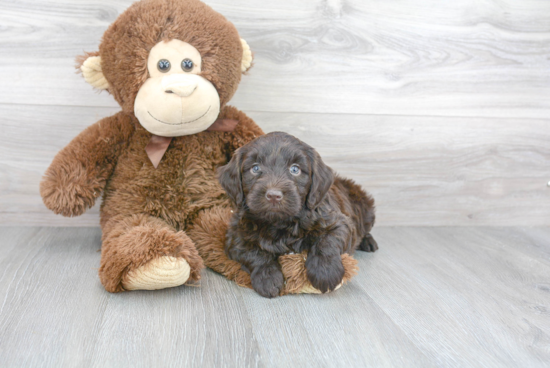 Playful Golden Retriever Poodle Mix Puppy