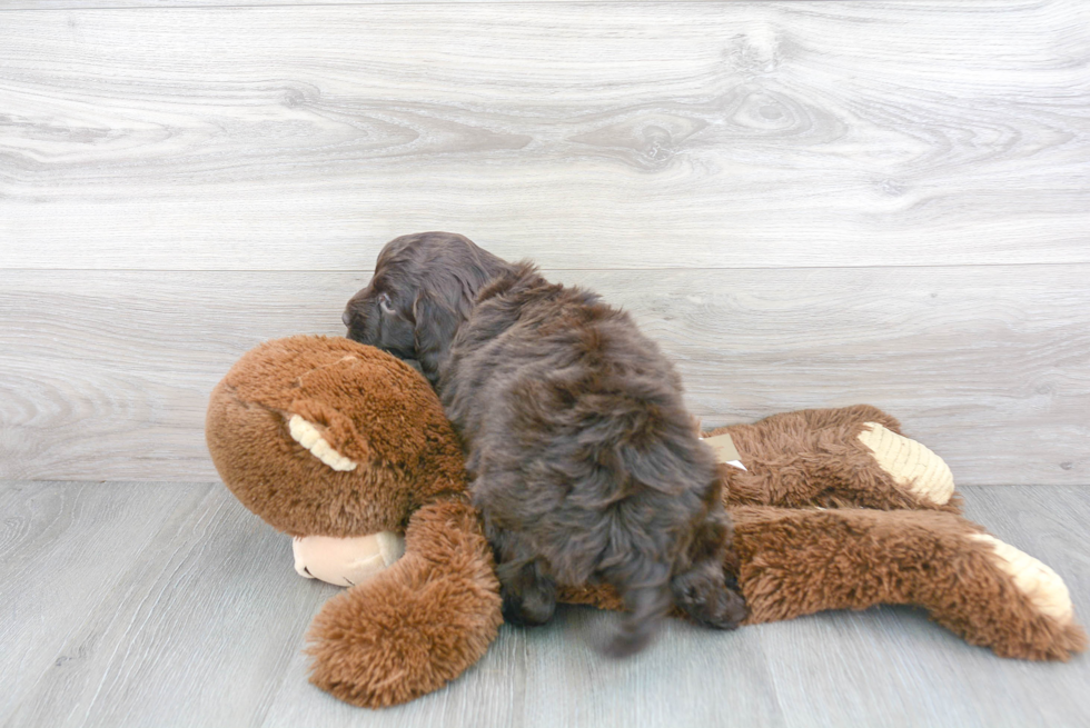 Popular Mini Goldendoodle Poodle Mix Pup