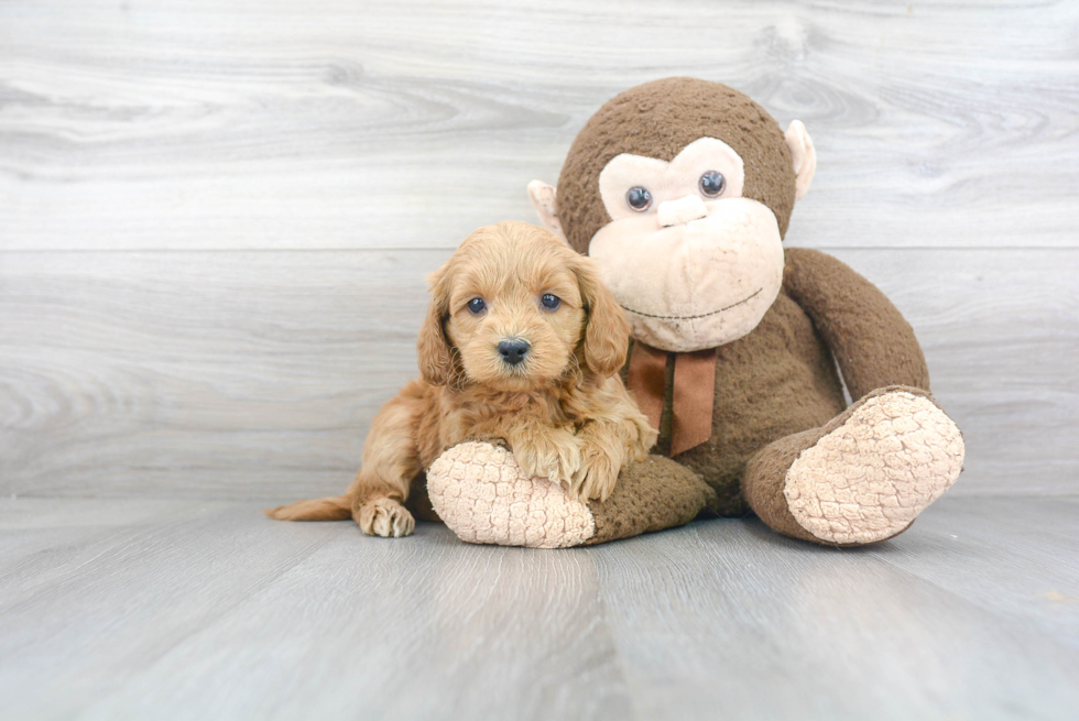 Mini Goldendoodle Pup Being Cute