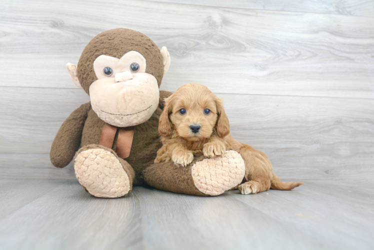 Energetic Golden Retriever Poodle Mix Puppy