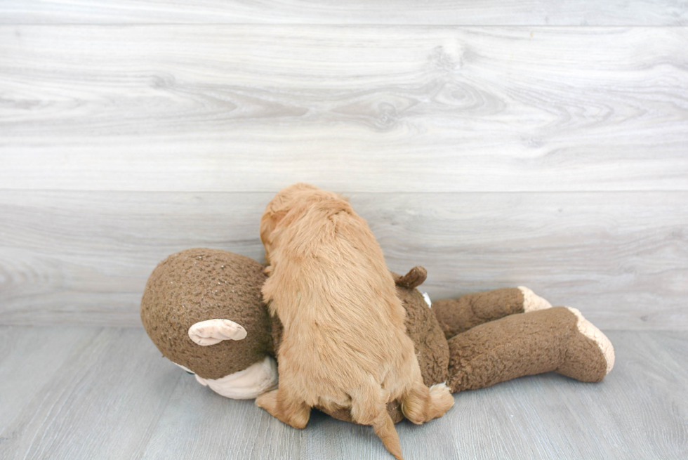 Mini Goldendoodle Pup Being Cute