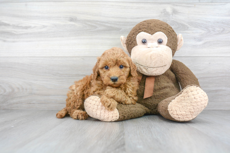 Mini Goldendoodle Pup Being Cute