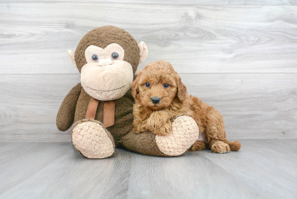 Mini Goldendoodle Puppy for Adoption