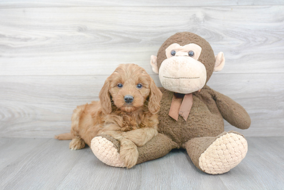 Friendly Mini Goldendoodle Baby