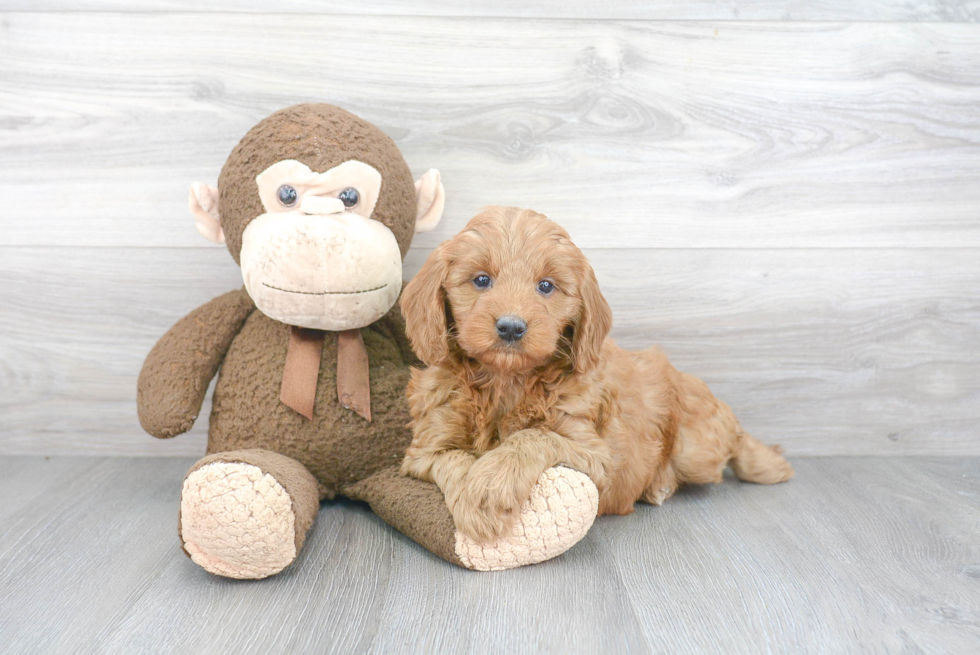 Smart Mini Goldendoodle Poodle Mix Pup