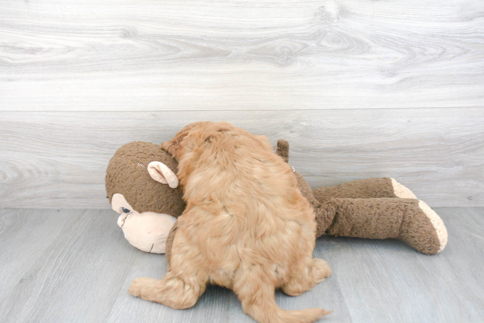 Sweet Mini Goldendoodle Baby