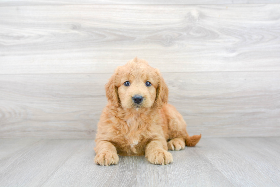 Mini Goldendoodle Puppy for Adoption