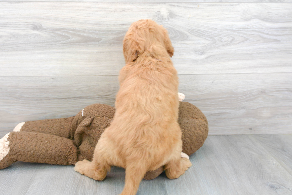 Mini Goldendoodle Pup Being Cute