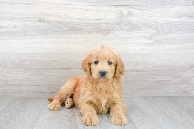 Best Mini Goldendoodle Baby