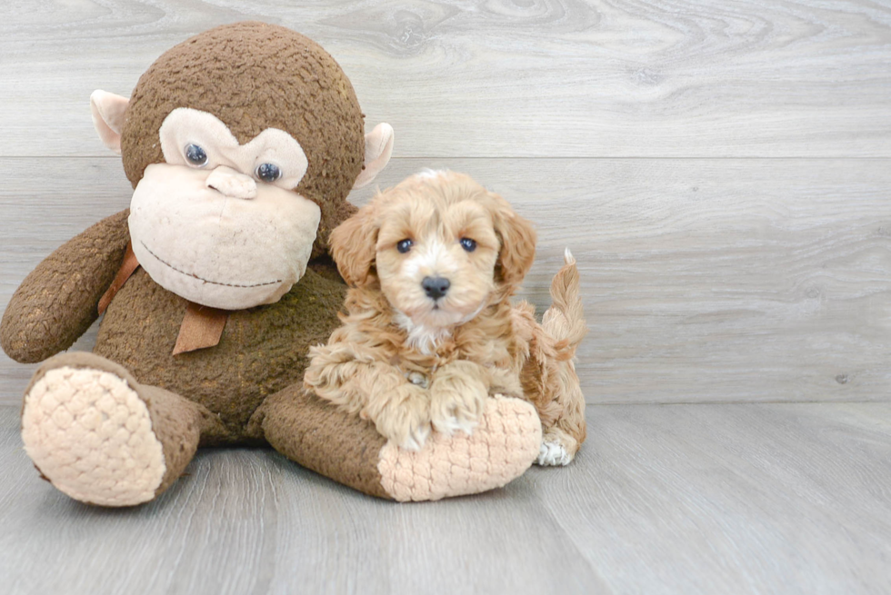 Best Mini Goldendoodle Baby