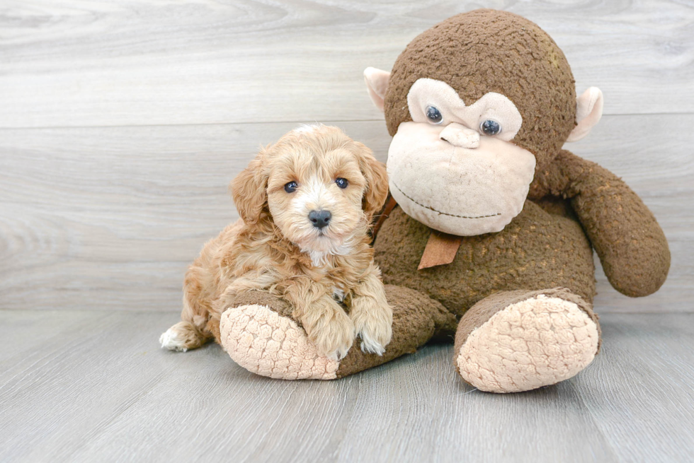 Best Mini Goldendoodle Baby