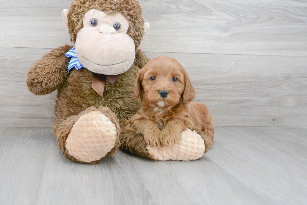 Best Mini Goldendoodle Baby