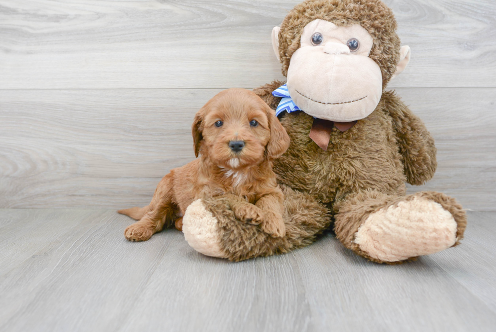 Small Mini Goldendoodle Baby