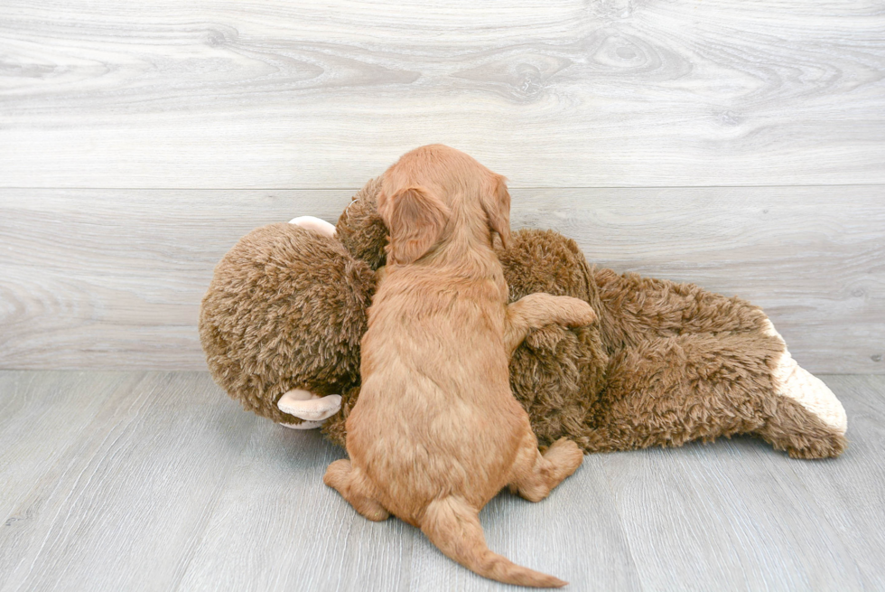 Smart Mini Goldendoodle Poodle Mix Pup