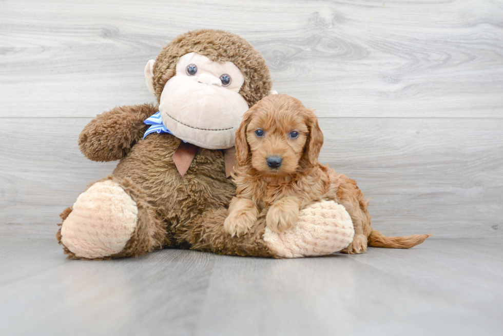 Little Golden Retriever Poodle Mix Puppy